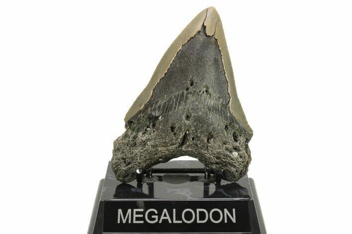 Bargain, Fossil Megalodon Tooth - Serrated Blade #294545